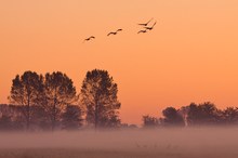 Nebelmorgen in MeckPomm