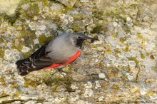 Mauerläufer (Tichodroma muraria)