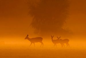 Rehe im morgentlichen Nebel
