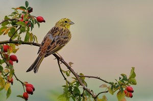 Es wird Herbst......