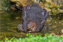 Badende Amsel