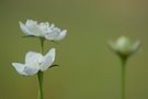 Sumpf-Herzblatt (Parnassia palustris)