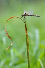 Sympetrum danae – Schwarze Heidelibelle