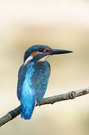 Eisvogel im Licht