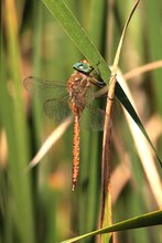 Keilfleck-Mosaikjungfer (Aeshna isoceles)