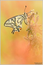 Schwalbenschwanz (Papilio machaon)