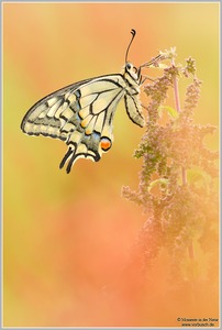 Schwalbenschwanz (Papilio machaon)
