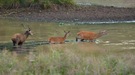 Brunft im Teich