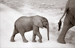 Kleiner Elefant, analog