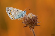 Himmelblauer Bläuling