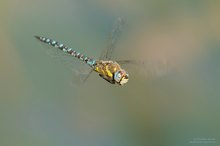 Herbstmosaikjungfer