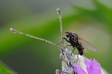 Geh mir aus den Augen ..Kleiner