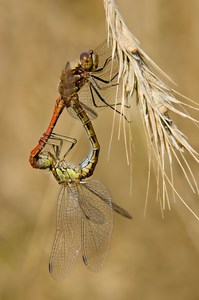 Vagrant Darter