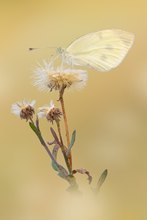 tschüß Sommer