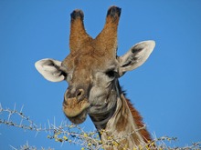 Angolagiraffe (Giraffa camelopardalis angolensis)