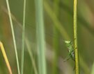 "Wie kommen diese Schrecken im Gräserwald zurecht", ....