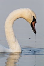 Portrait eines Höckerschwans