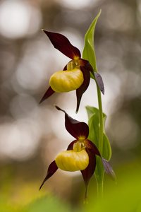 Wunderwerk Frauenschuh (Cypripedium calceolus)