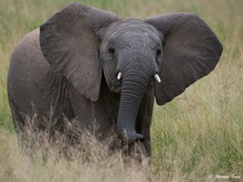 Baby Elefant......