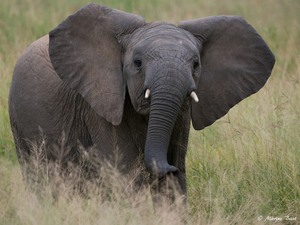 Baby Elefant......