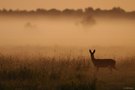 Sommerlicher Morgennebel