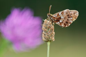 Boloria dia