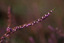 Besenheide im Abendlicht