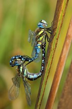 Migrant Hawker