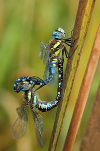 Migrant Hawker