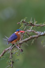 Hauben-Zwergfischer (Alcedo cristata)