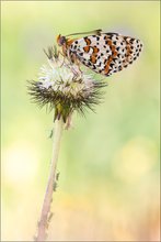 Lausbande & Melitaea didyma