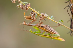 Kopula der Fangschrecken