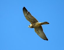 Falke