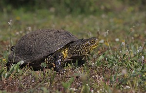 Emys Orbicularis auf Landgang