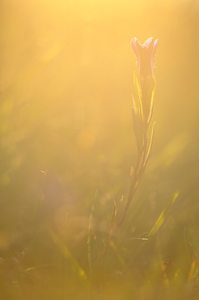 "Gegen das Licht !