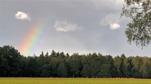 Rotwild unter dem Regenbogen