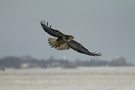 Bussard