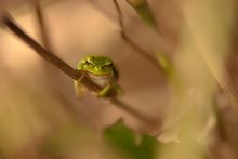 "Wer zuerst zwinkert ..." - Junger Laubfrosch