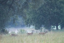 Rehwild im Dortmunder Norden