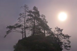 Der Baumplanet