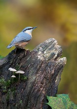 nuthatch