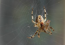 Spinne mit Beute