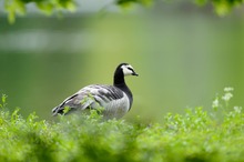 Weißwangengans (Branta leucopsis) am Ufer