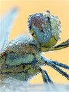 Frühe Heidelibelle - Sympetrum fonscolombii