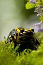 Feuersalamander im Moos