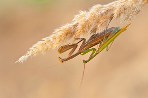 Kopula der Fangschrecken 2. Versuch