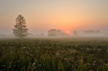 Morgenstimmung am Federsee