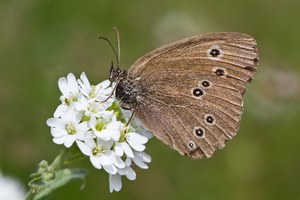 Brauner Waldvogel (Aphantopus hyperantus)