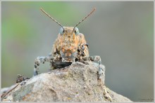 Blauflügelige Sandschrecke (Sphingonotus caerulans)