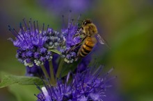 Honigbiene auf Bartblume